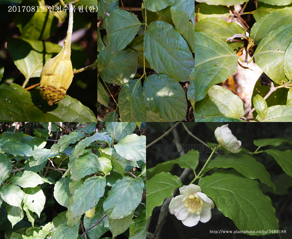 1-중국받침꽃 0812-2017 인천수목원(한)005