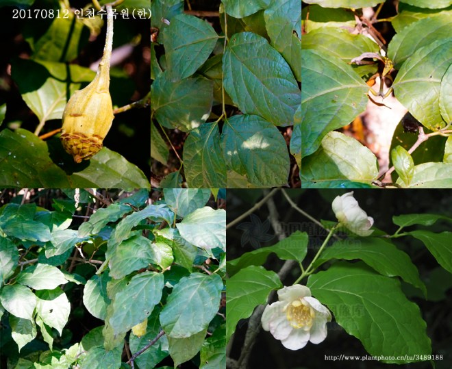 1-중국받침꽃 0812-2017 인천수목원(한)005