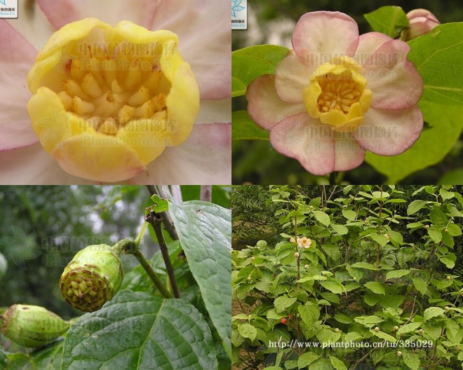 1-중국받침꽃 중국식물고상.jpg