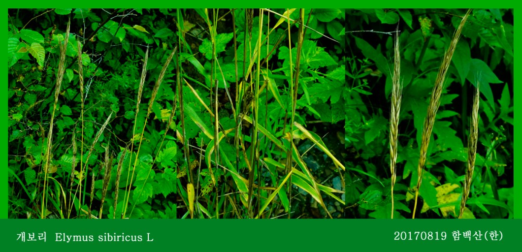 15-개보리 Elymus sibiricus L 0819-2017 함백산(한)02.jpg