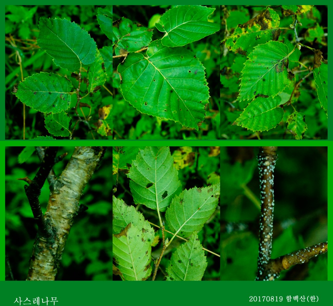 17-사스레나무 0819-2017 함백산(한)02.jpg