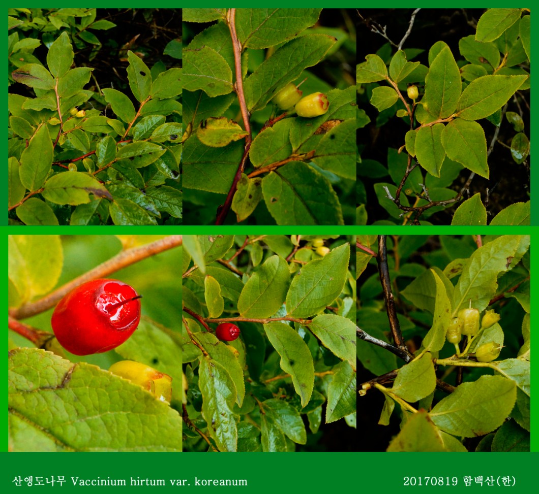 18-산앵도나무 0819-2017 함백산(한)02.jpg