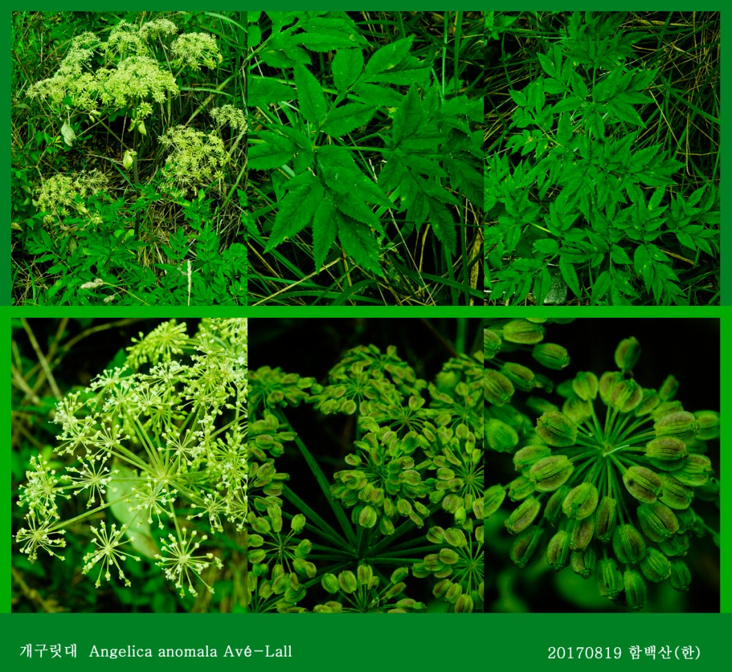 19-개구릿대 0819-2017 함백산(한)00