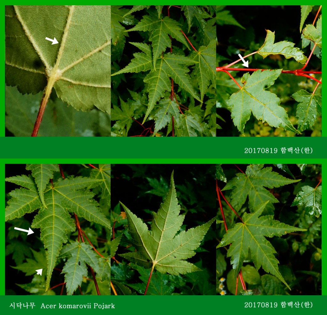 2-시닥나무 0819-2017 함백산(한)01.jpg