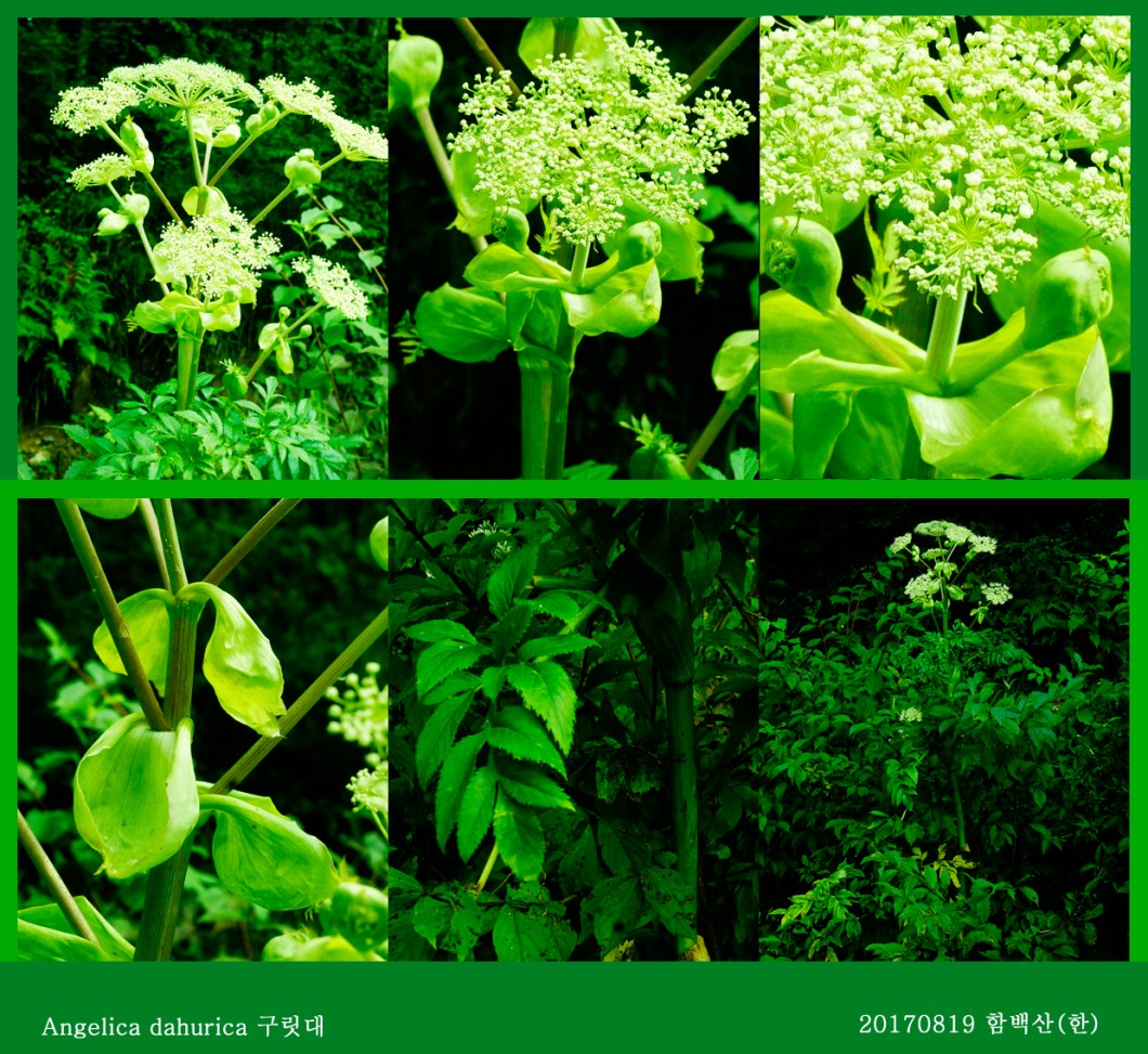 20-구릿대 0819-2017 함백산(한)02.jpg