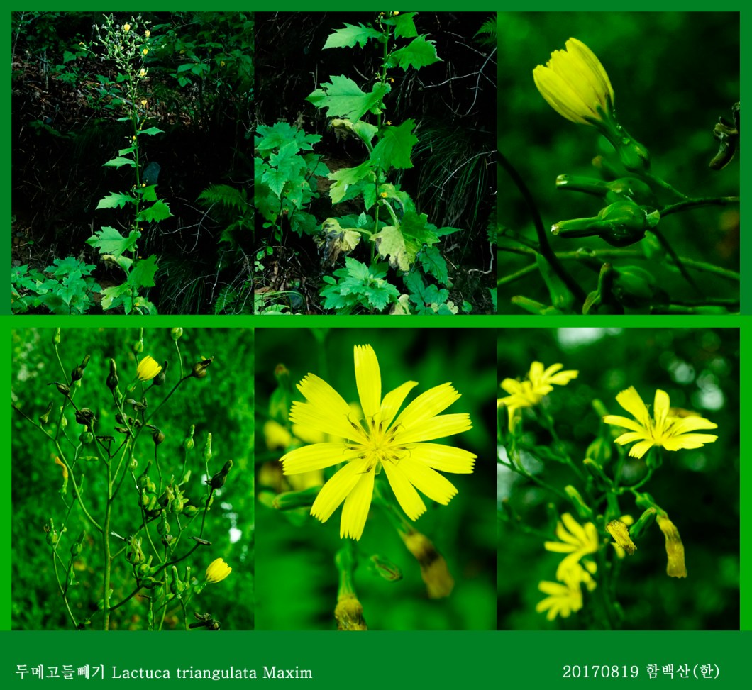 21-두메고들빼기 0819-2017 함백산(한)02.jpg