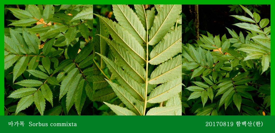 22-마가목 0819-2017 함백산(한)02