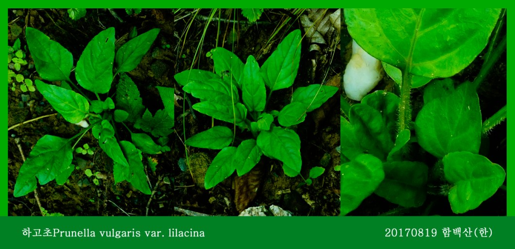 22-하고초 0819-2017 함백산(한)02.jpg