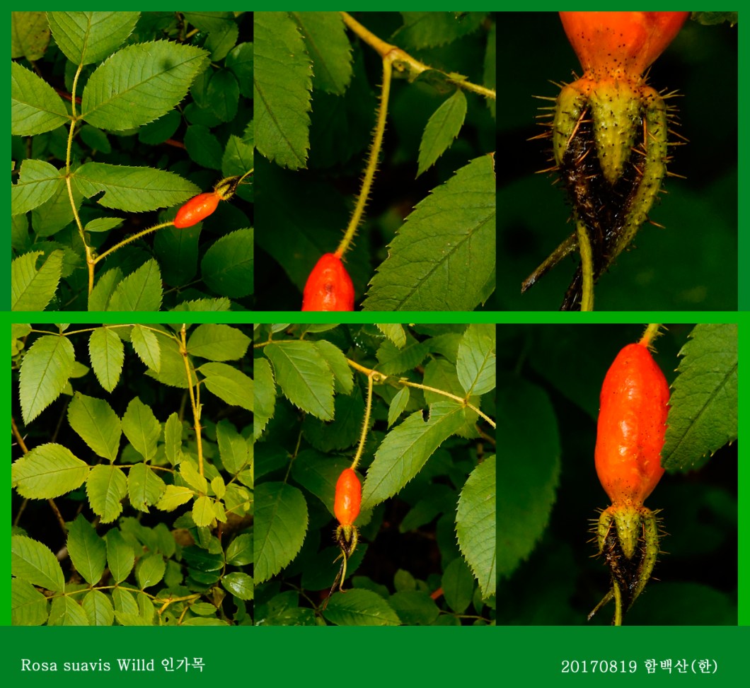 25-dlsrkahr 0819-2017 함백산(한)02.jpg