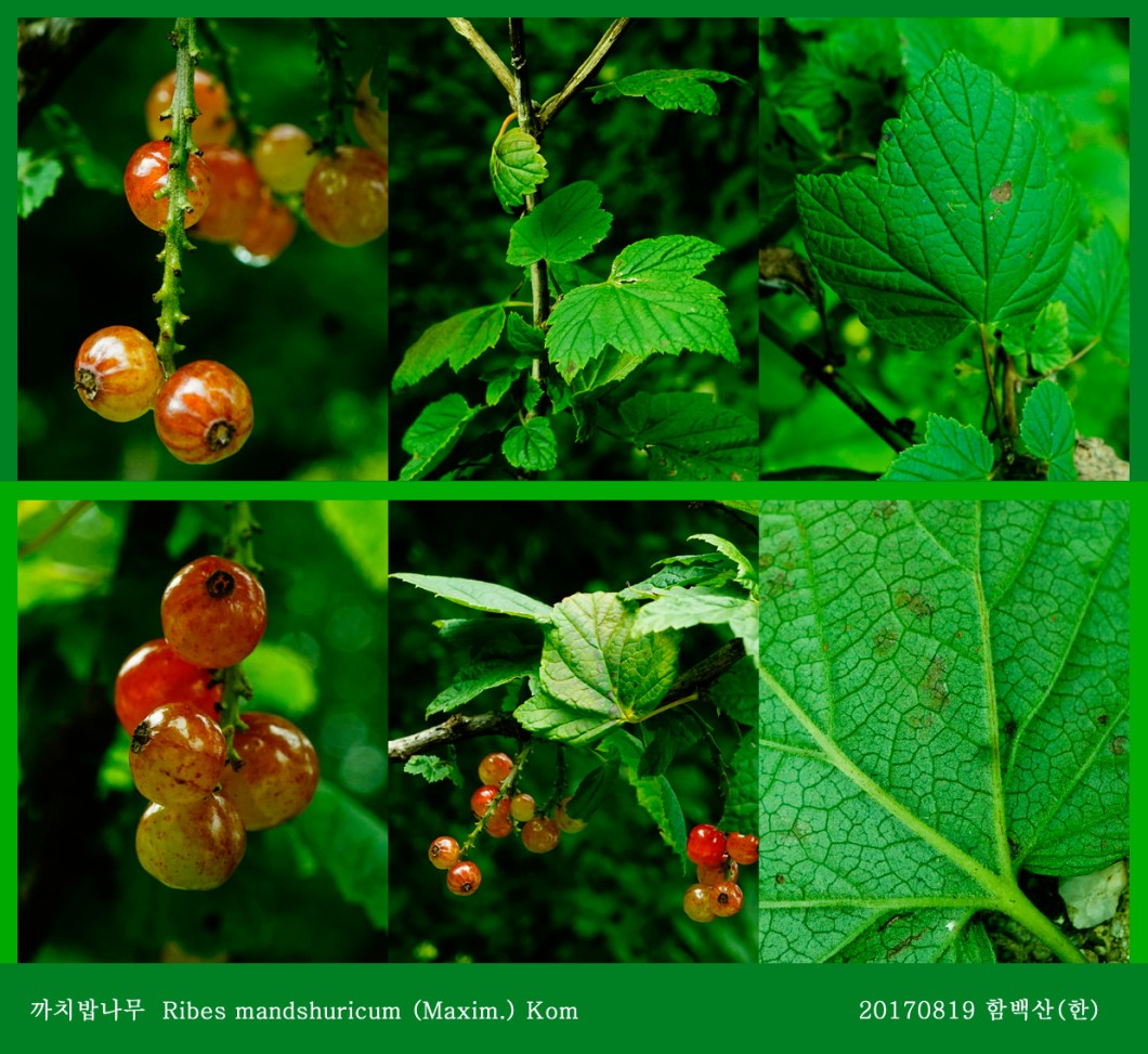 27-까치밥나무 0819-2017 함백산(한)02.jpg