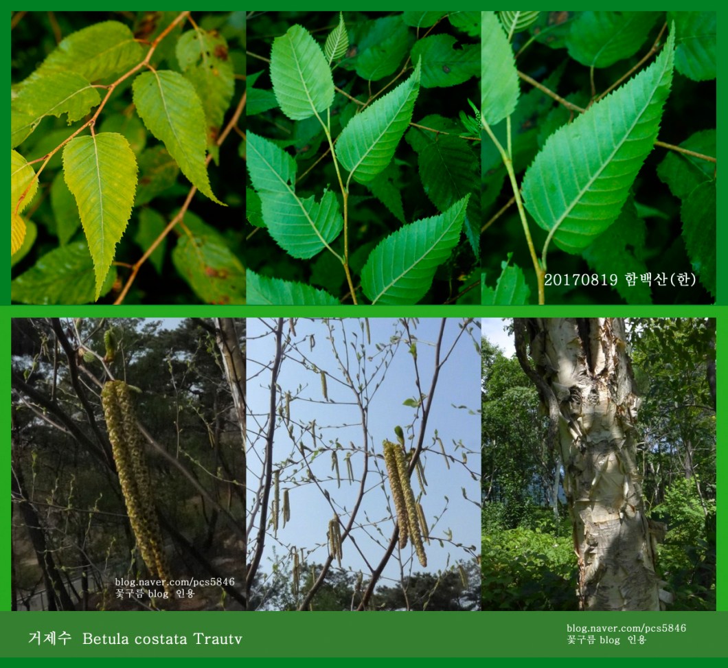 3-거제수 0819-2017 함백산(한)02.jpg