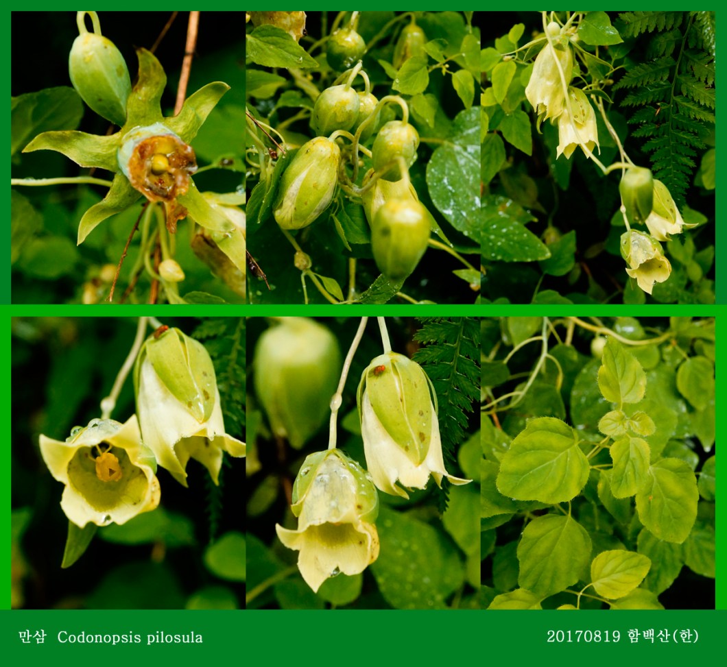 30 만삼 0819-2017 함백산(한)02.jpg