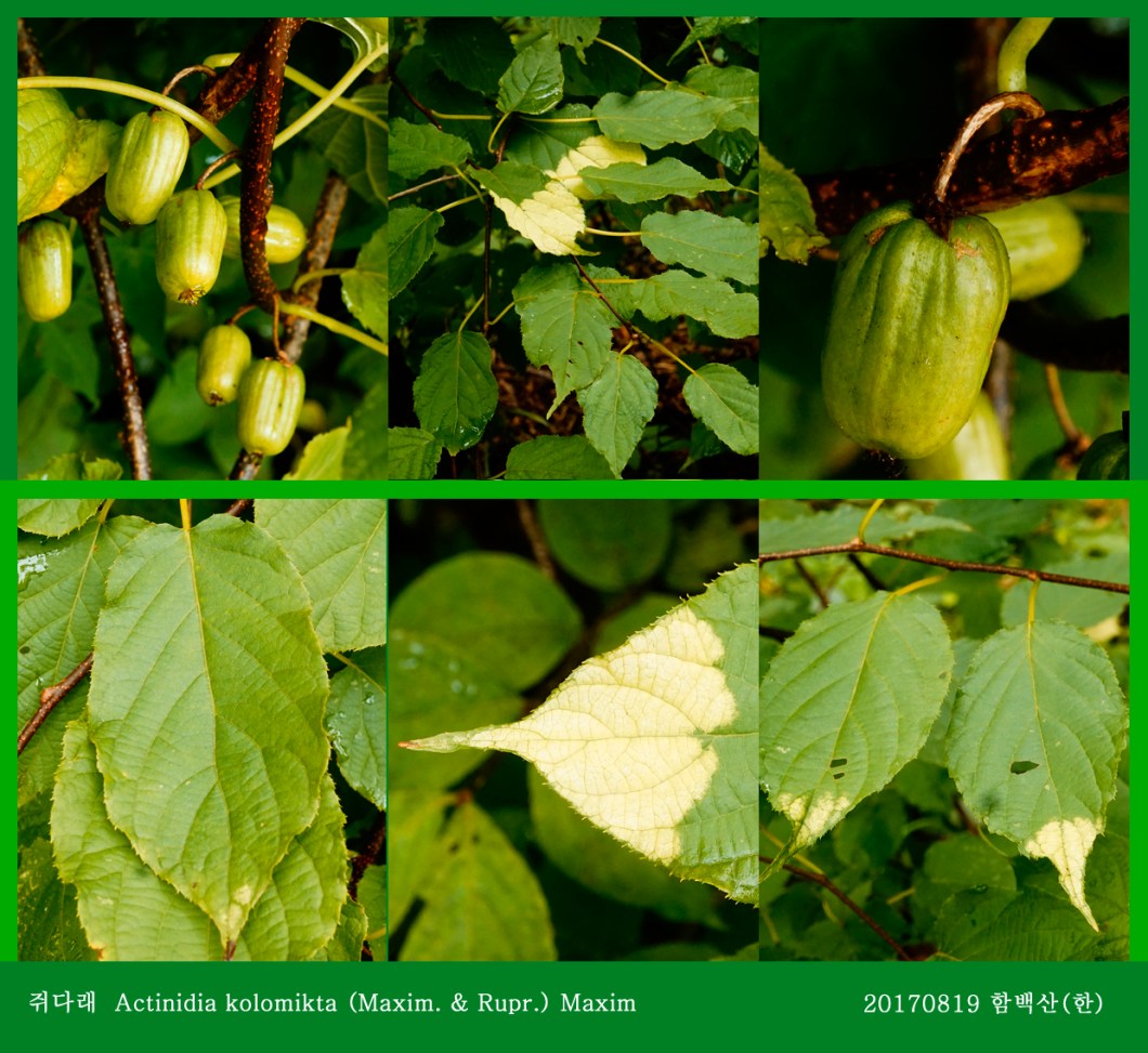 31 쥐다래 0819-2017 함백산(한)02.jpg