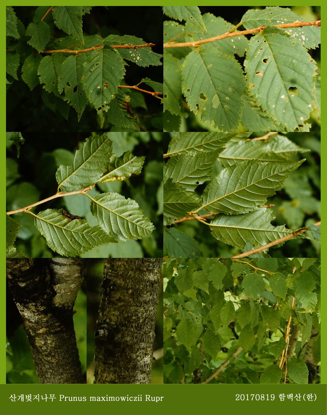 35-산개벚지나무 0819-2017 함백산(한)002.jpg