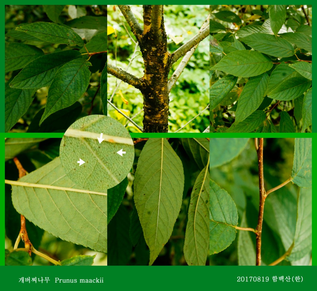 4-개버찌나무prunus maackii 0819-2017함백산.jpg