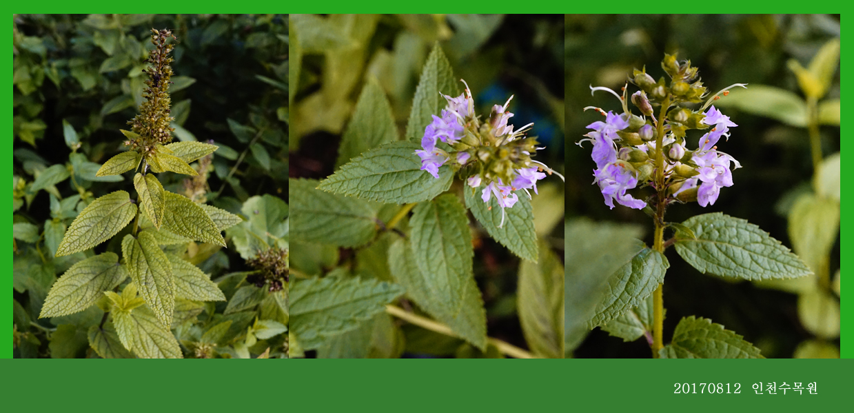 개곽향 0812-2017 인천수목원(한)004-1.jpg