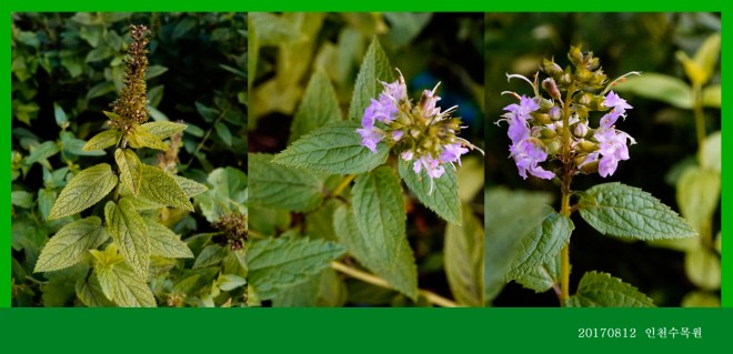 개곽향 0812-2017 인천수목원(한)004-1.jpg