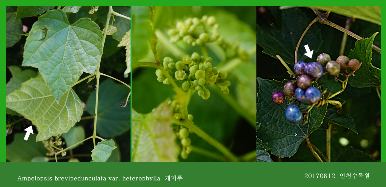 개머루  0812-2017 인천수목원(한)013-1.jpg