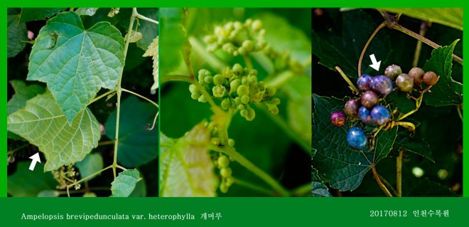 개머루  0812-2017 인천수목원(한)013-1.jpg