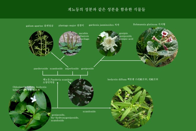 계뇨등의 성분.jpg