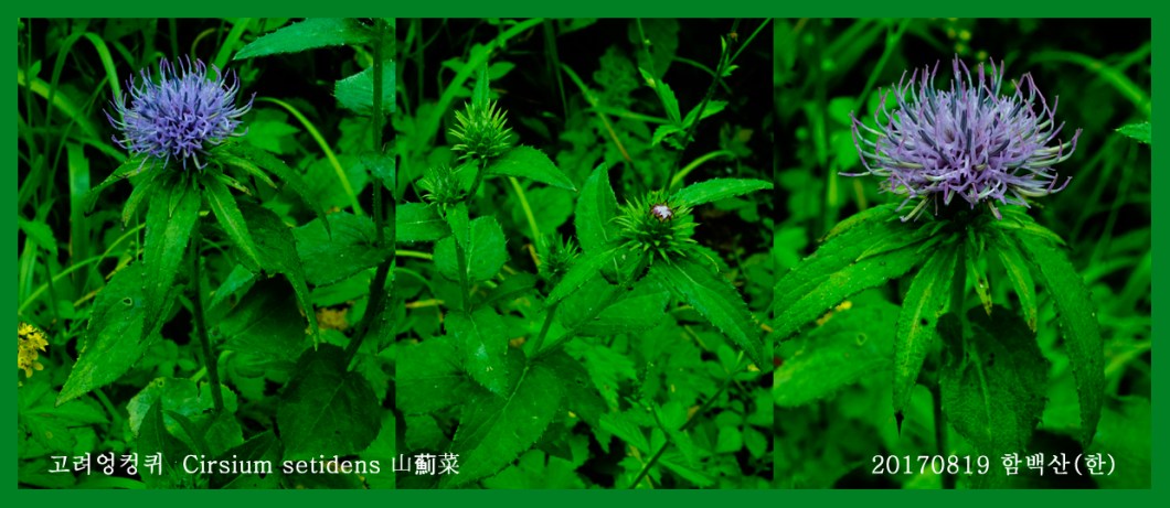 고려엉컹퀴 0819-2017 함백산(한)000.jpg