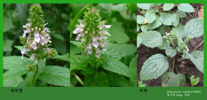 곽향 teucrium1