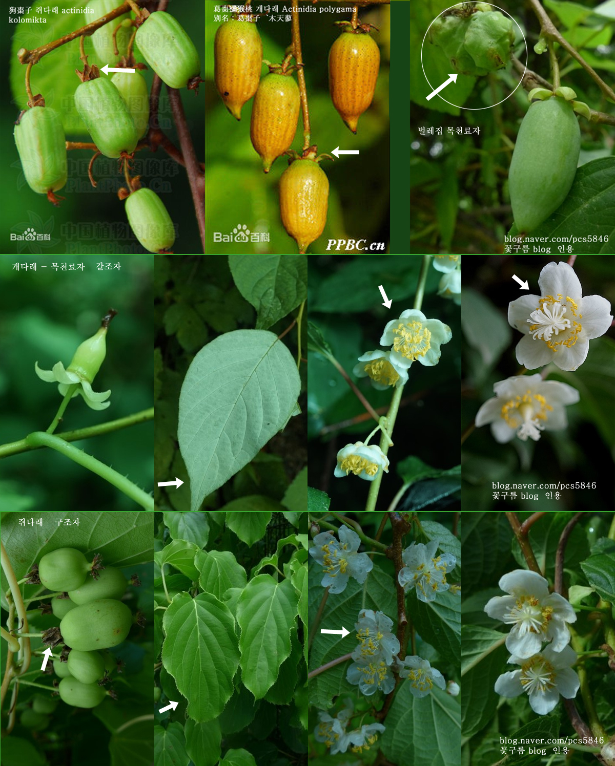 구조자와 갈조자.jpg