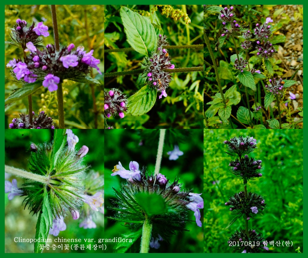 꽃층층이 0819-2017 함백산(한)000.jpg