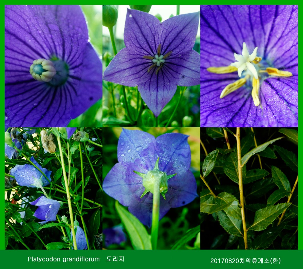 도라지 0819-2017 함백산(한)000.jpg