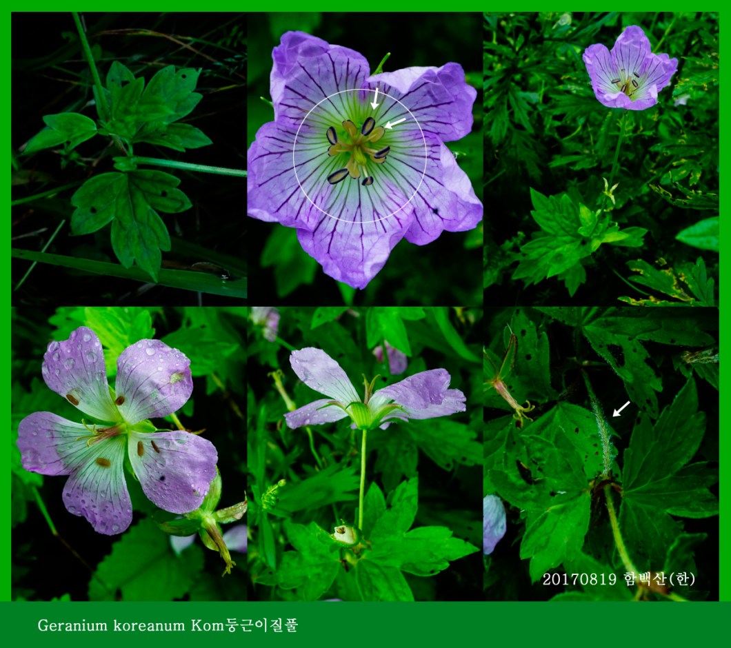 둥근이질풀 0819-2017 함백산(한)000.jpg