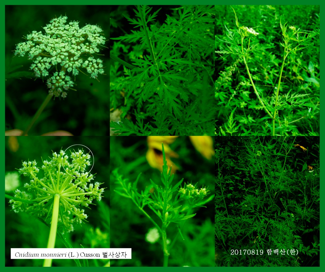 벌사상자 0819-2017 함백산못골(한)000.jpg