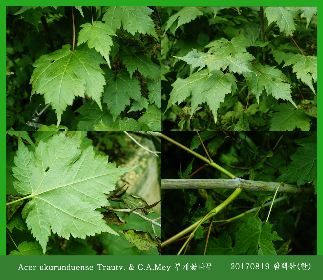 부게꽃나무 0819-2017 함백산(한)00.jpg