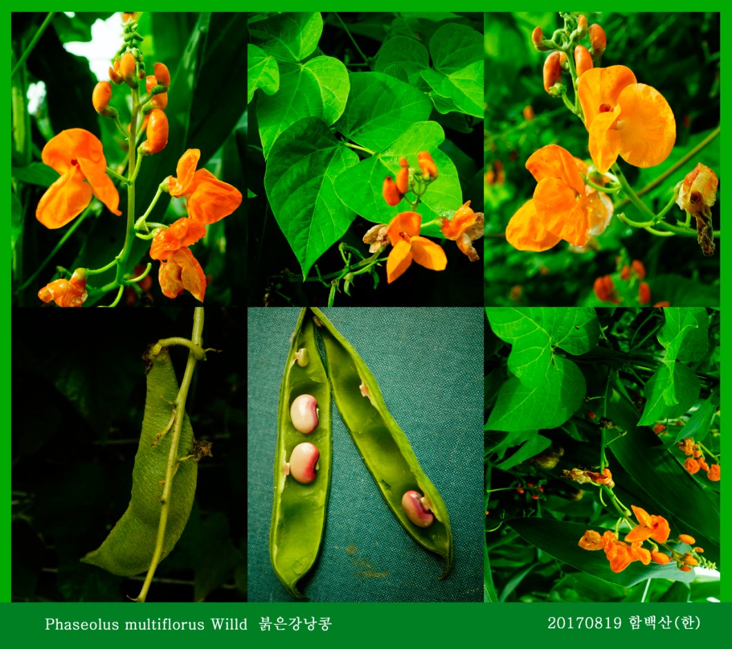 붉은강낭콩 0819-2017 함백산못골(한)000.jpg