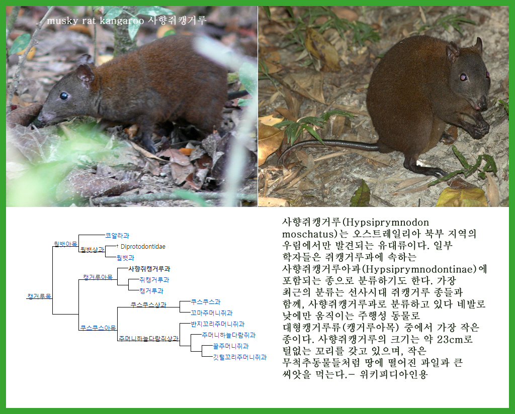 사향쥐캥거루.jpg