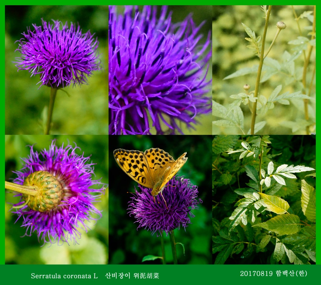 산비장이 0819-2017 함백산(한)000.jpg