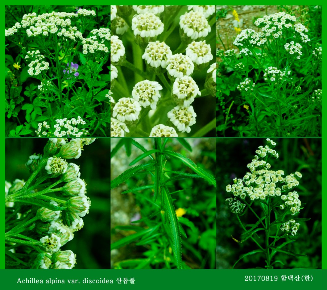 산톱풀 0819-2017 함백산(한)000.jpg