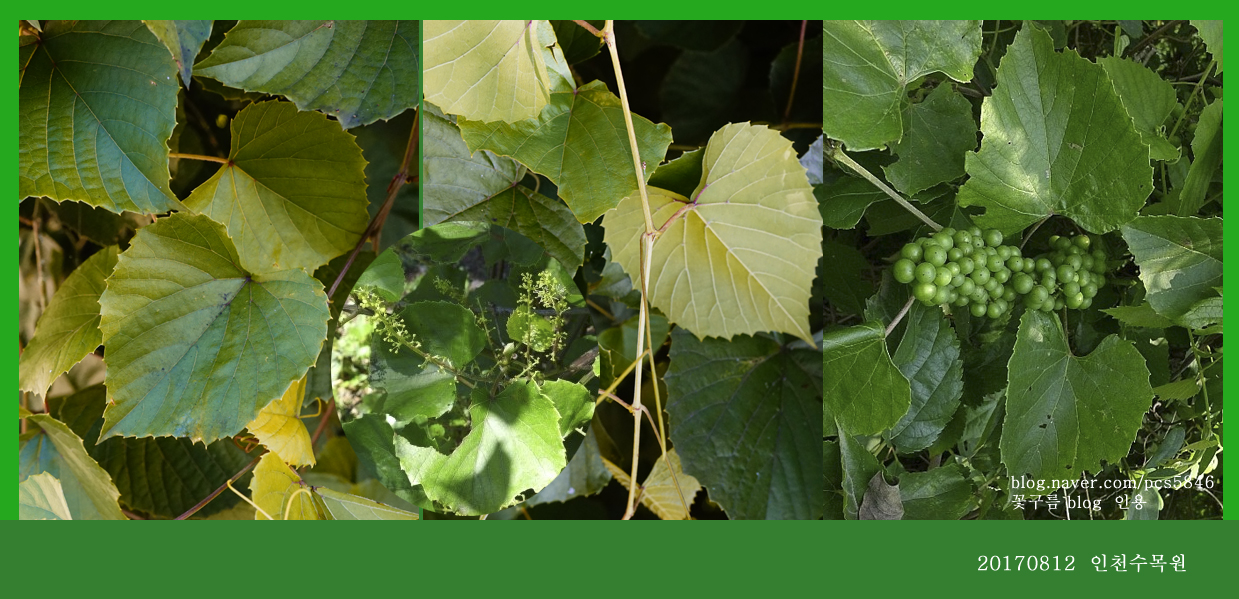 새머루  0812-2017 인천수목원(한)002-1.jpg