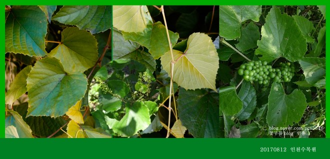 새머루  0812-2017 인천수목원(한)002-1.jpg