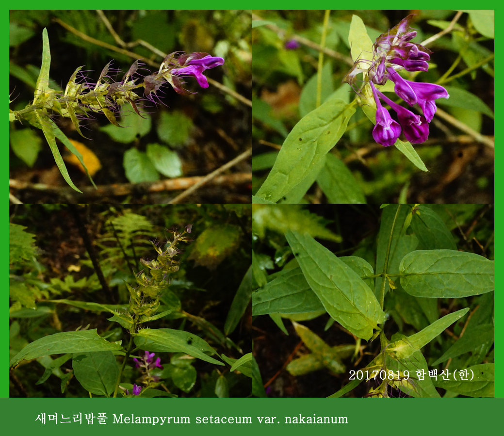 새며느리바풀 0819-2017 함백산(한)00.jpg