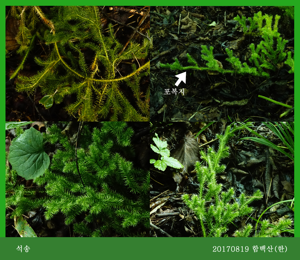 석송 0819-2017 함백산(한)00.jpg