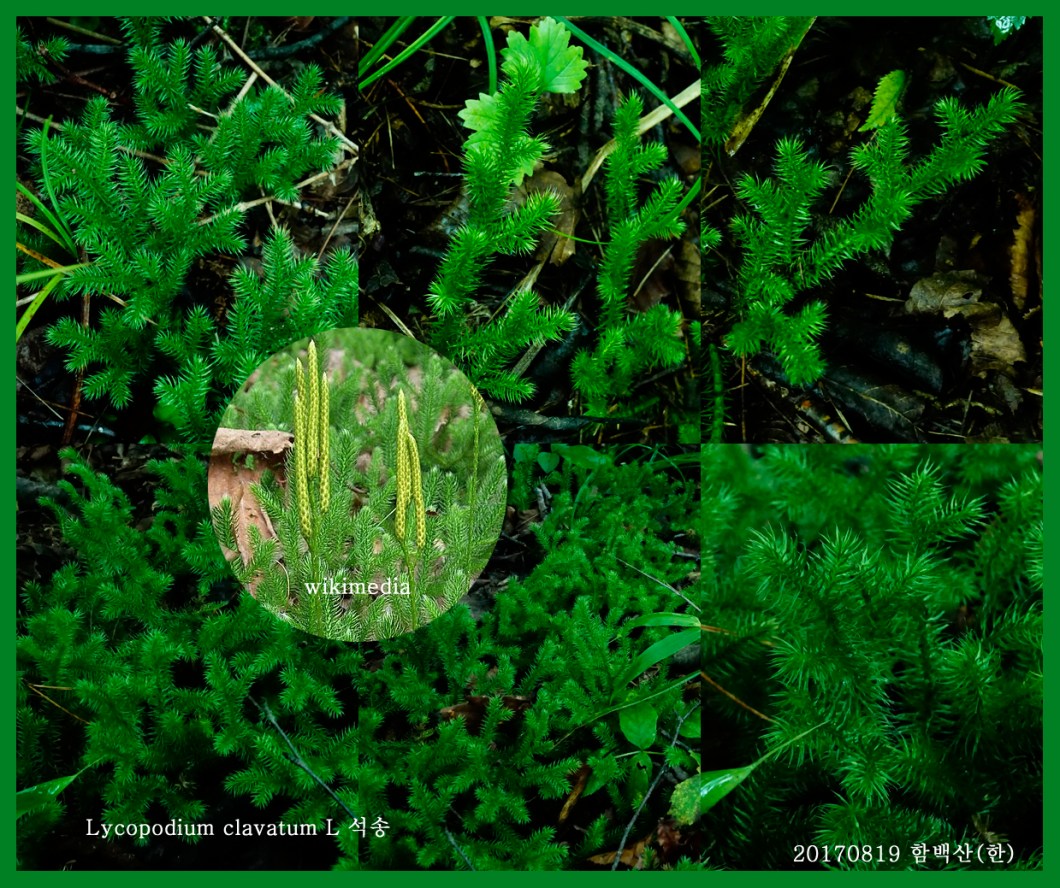 석송 0819-2017 함백산(한)000.jpg