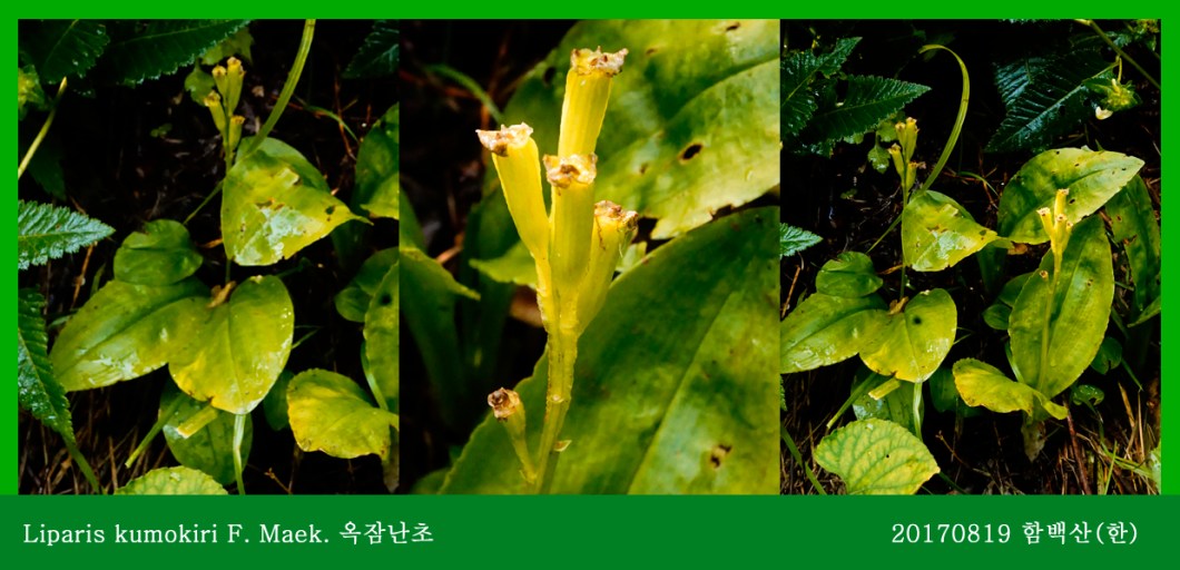 옥잠난초 0819-2017 함백산(한)00.jpg