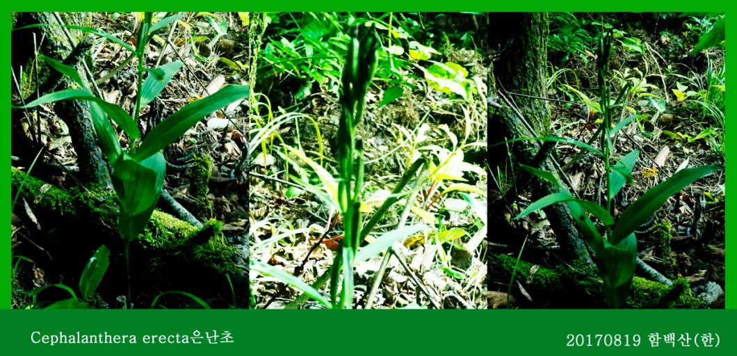 은난초 0819-2017 함백산(한)00.jpg
