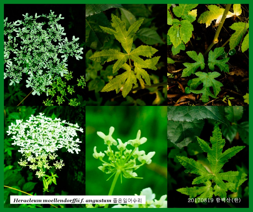 좁은잎어수리 0819-2017 함백산못골(한)000.jpg