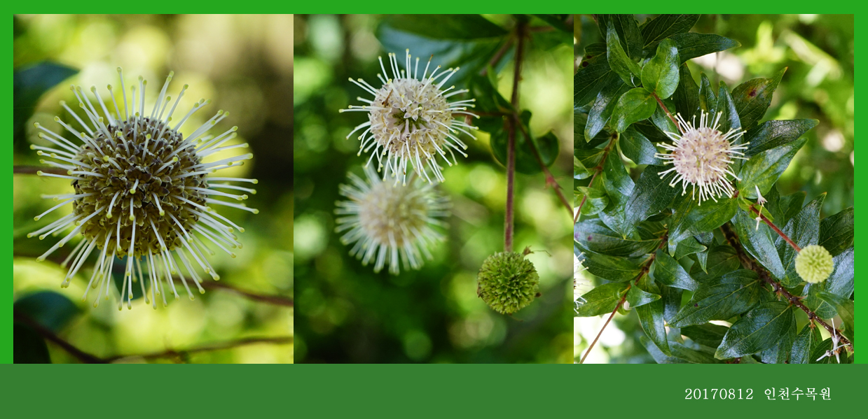 중대가리풀  0812-2017 인천수목원(한)005-1.jpg