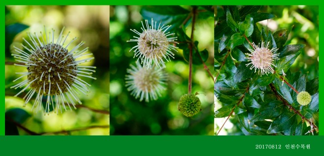 중대가리풀  0812-2017 인천수목원(한)005-1.jpg