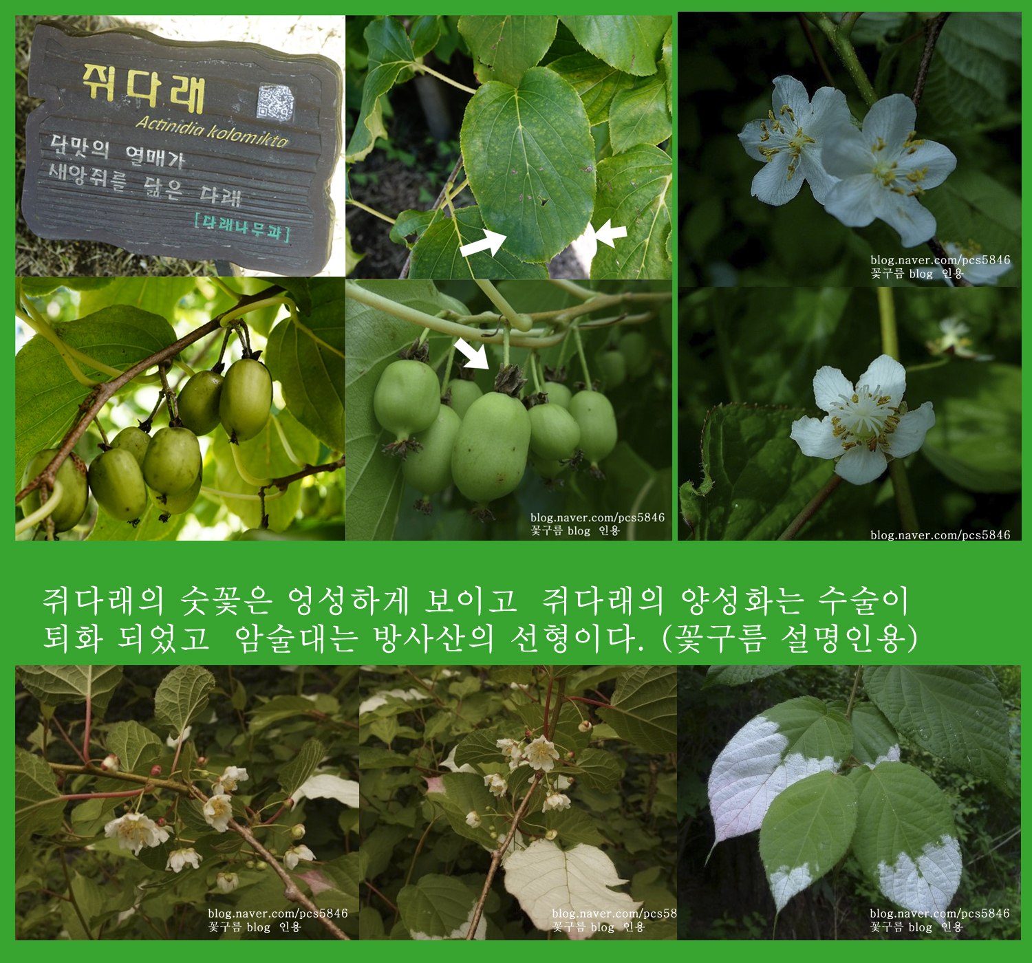 쥐다래  0812-2017 인천수목원(한)001-1.jpg