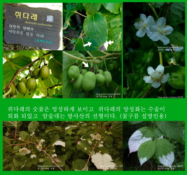 쥐다래  0812-2017 인천수목원(한)001-1.jpg