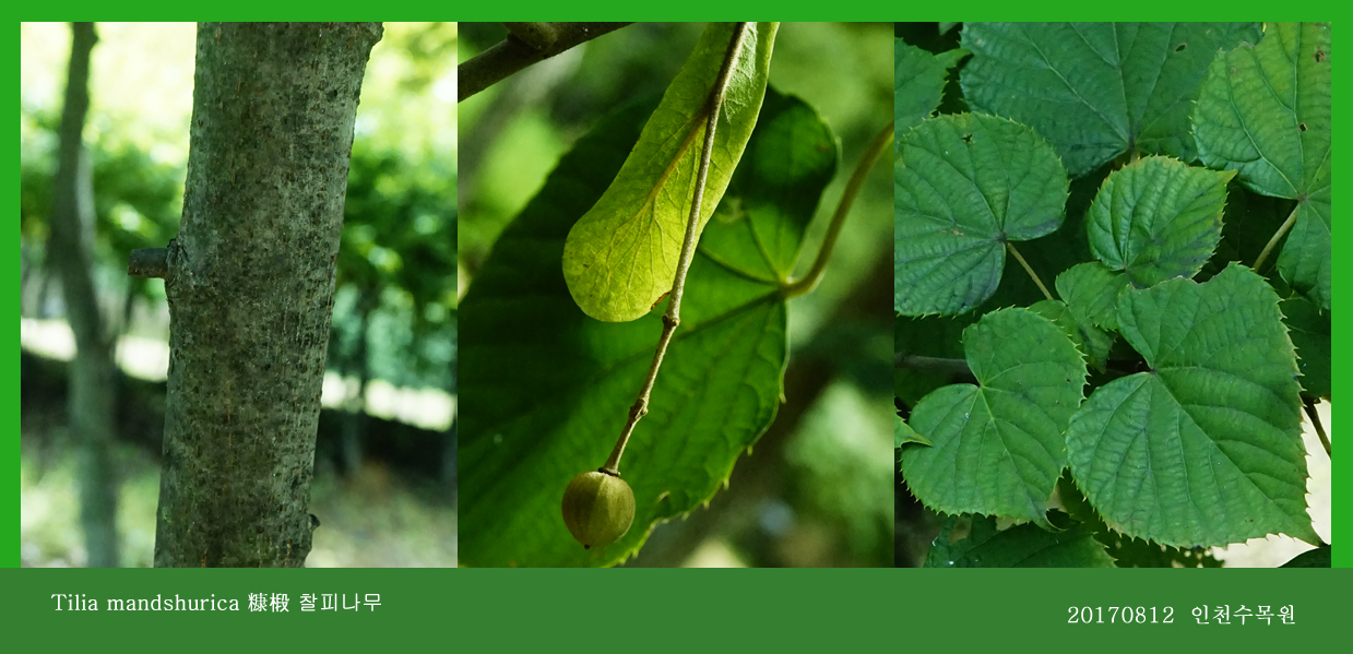 찰피나무  0812-2017 인천수목원(한)004-1.jpg