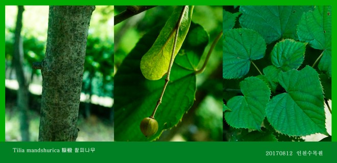 찰피나무  0812-2017 인천수목원(한)004-1.jpg